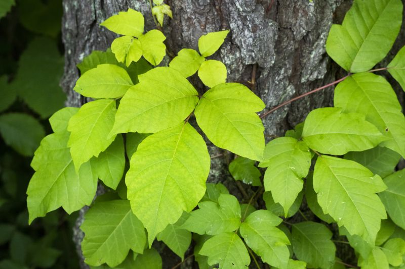 Poison Ivy Vine Control