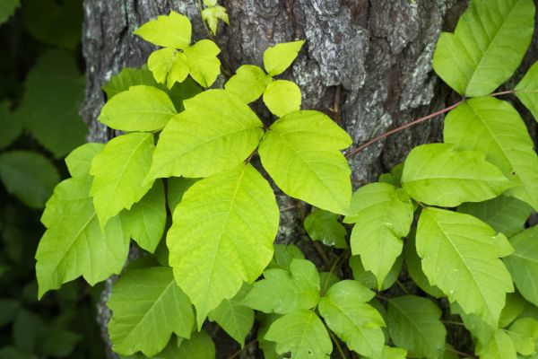 Grow your Poison Ivy Vine Control business
