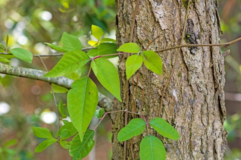 Poison Ivy Vine Control