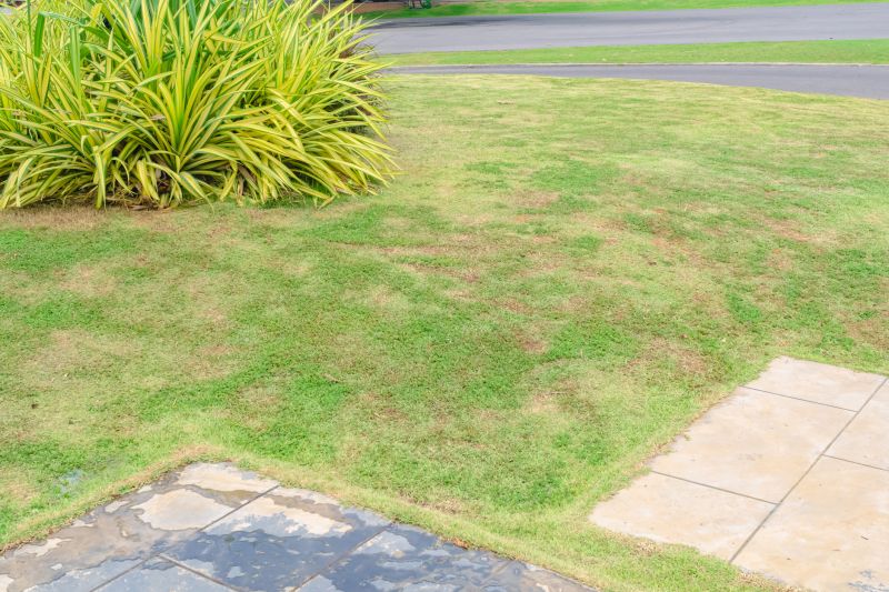 Healthy Lawn Growth