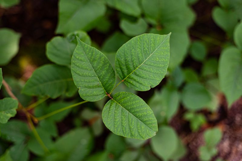 Poison Ivy Vine Control
