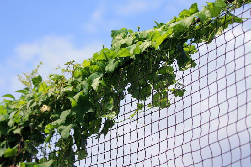 Poison Ivy Vine Control