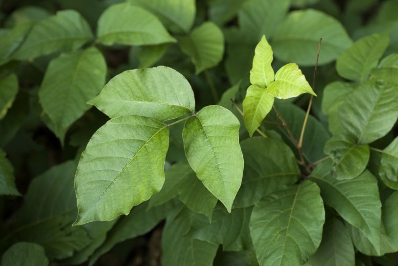 Poison Ivy Vine Control