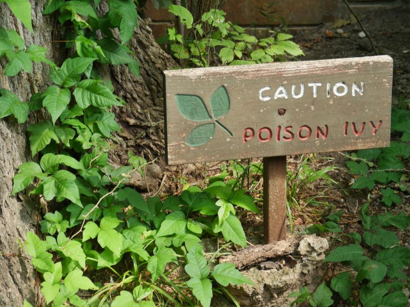 Poison Ivy Vine Control