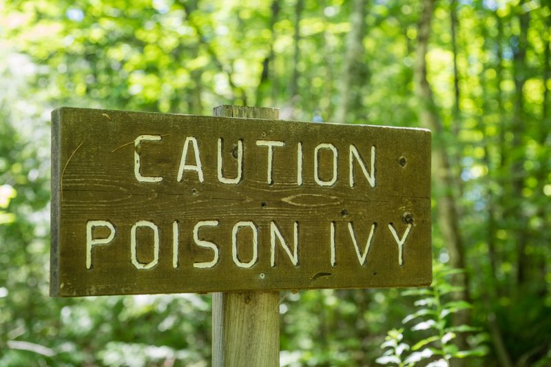 Poison Ivy Vine Control