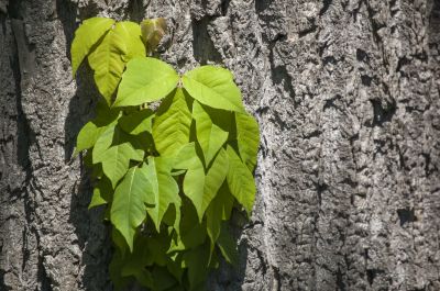 Damage Caused by Poison Ivy Vines