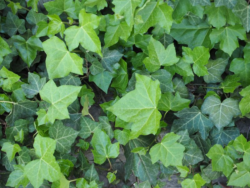 Early Spring Treatment